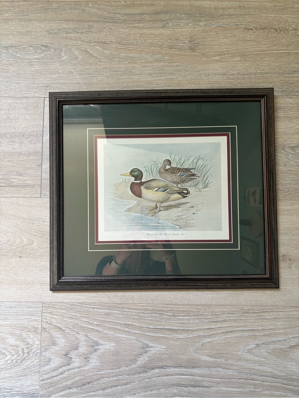 Framed Mallard Duck Print in Dark Wood Frame